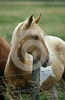 AMERICAN SADDLEBRED HORSE