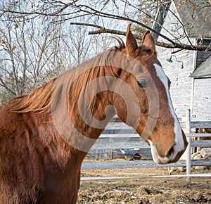 American Saddlebred Horse