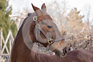 American Saddlebred Horse