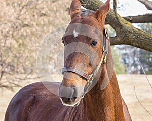 American Saddlebred Horse