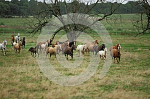 American Saddlebred Horse, Herd Galloping through Meadow