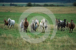 American Saddlebred Horse, Herd Galloping through Meadow