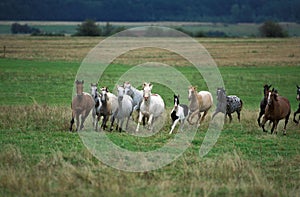 American Saddlebred Horse, Herd Galloping through Meadow