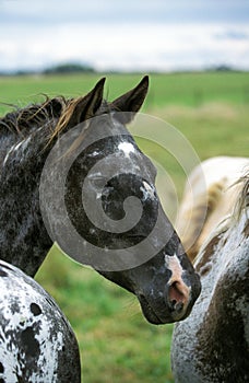 AMERICAN SADDLEBRED HORSE, PORTRAIT