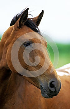 American Saddlebred Horse, Portrait d`un Adulte