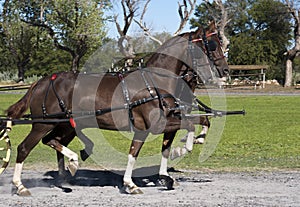 American saddler horses