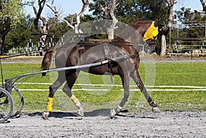American saddler pulling a cart
