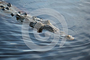 American Saltwater Crocodile in the Everglades