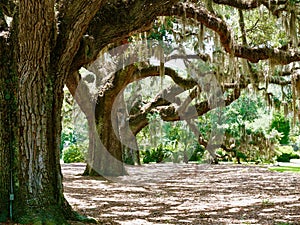 Brookgreen Gardens, Murrells Inlet, S.C. photo