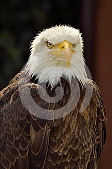 American sea eagle