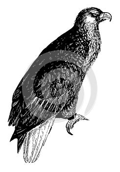 American Sea Eagle, vintage illustration