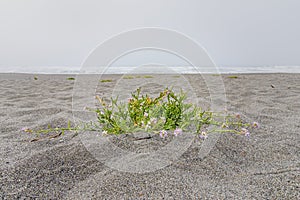 American sea rocket, Cakile edentula, is common on Californian beaches