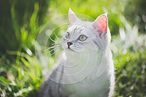 American Short Hair cat playing on green grass
