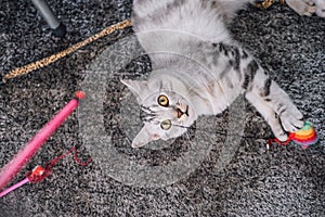 American short hair cat playing with a toy.