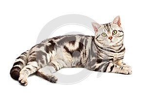 American Shorthair cat