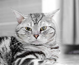 American shorthair cat