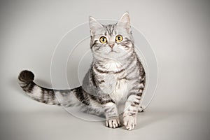 American shorthair cat on colored backgrounds