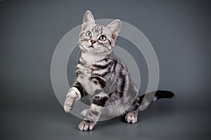 American shorthair cat on colored backgrounds