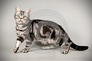 American shorthair cat on colored backgrounds