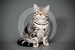 American shorthair cat on colored backgrounds