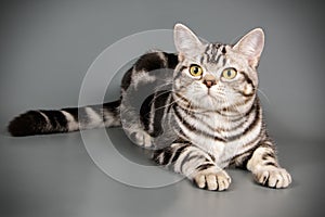 American shorthair cat on colored backgrounds