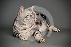 American shorthair cat on colored backgrounds