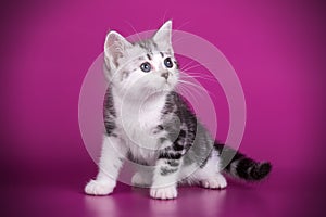 American shorthair cat on colored backgrounds