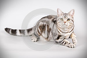 American shorthair cat on colored backgrounds