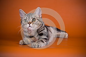 American shorthair cat on colored backgrounds