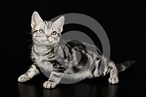 American shorthair cat on colored backgrounds