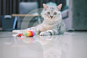 American shorthair cat looking at camera and playing with a toy.