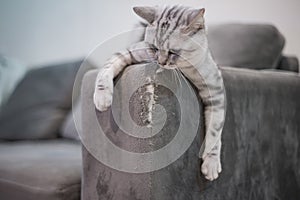 American shorthair cat scratching grey fabric sofa at home.