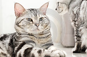 American shorthair cat is sitting