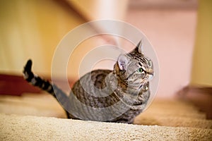 American Shorthair cat sitting