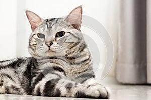 American shorthair cat is sitting and looking forward