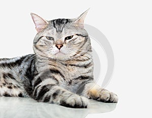 American shorthair cat is sitting and looking forward.