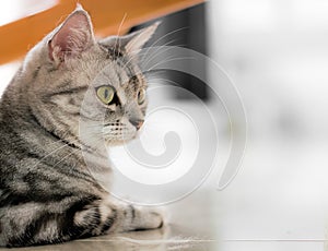 American shorthair cat is sitting and looking forward with copy