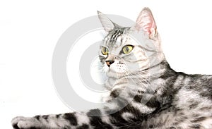 American shorthair cat is sitting