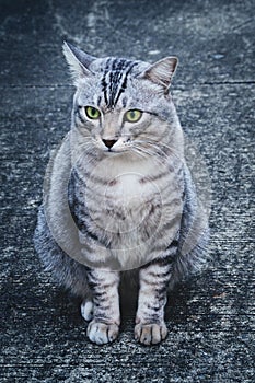 American shorthair cat sitting on the old cement floor and  waiting for food from the owner in the winter season. cool tone