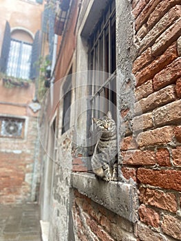 American Shorthair Cat sitting outside the window peaking in Venice