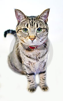 American Shorthair cat sitting