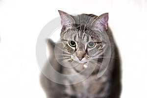 American Shorthair cat sitting