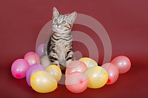 American Shorthair kitten with balloons