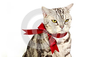 American shorthair silver cat with red bow tie