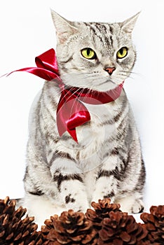 American shorthair silver cat tied red bow with pine cones