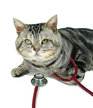 American shorthair with a stethoscope on his neck