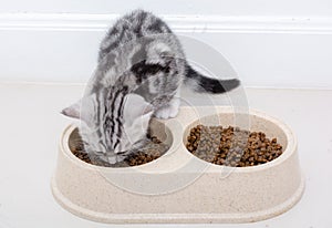 American shothair cat eating food. Isolated o white background w