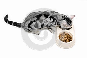 American shothair cat eating food. Isolated on white background