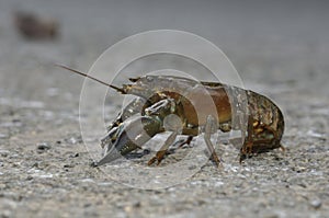 American Signal Crayfish