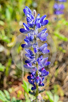 American skullcap Scutellaria lateriflora close up